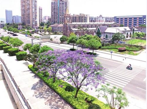 福州將建街邊公園 打造3公里藍(lán)花楹大道